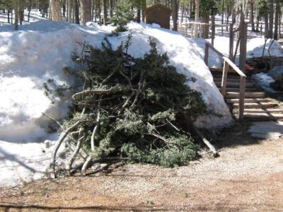 Cutting Dead Trees In Deep Snow Image